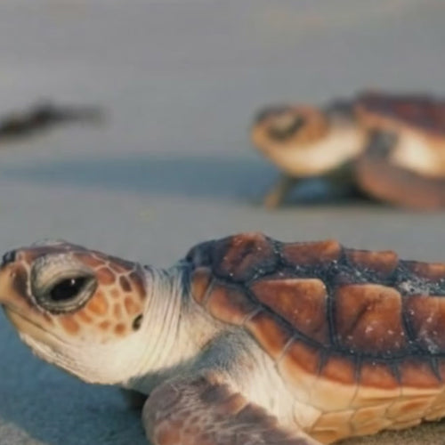 Load image 1 in gallery view. Caneù T28