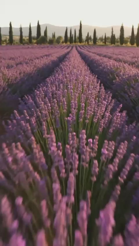 Charger l'image 1 dans la galerie. Lavena T39