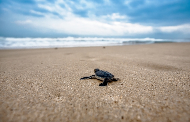 AGAPARA x La Société National de Protection de la Nature: An Intimate Partnership for the Preservation of Loggerhead Sea Turtles