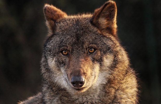 AGAPARA x LPO Auvergne Rhône-Alpes : A valuable commitment to the preservation of the wild wolf